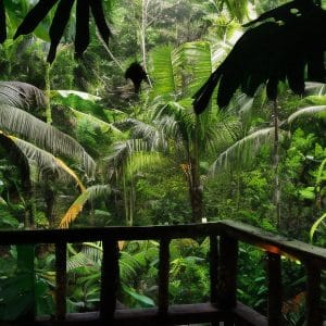 Costa Rica Retreat Background Image of a lot of tropical plants